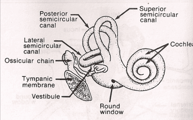 Ear Diagram Inner - Human Anatomy